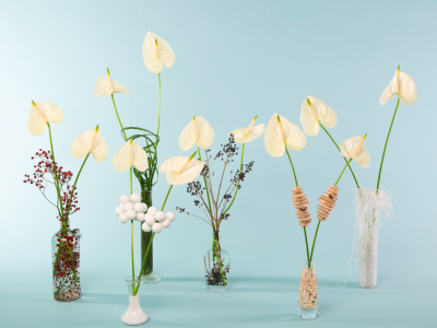 Festively decorated cut Anthuriums