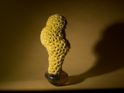 Organic shapes and floral treasures