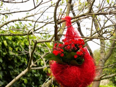 Garden Kalanchoë in hanging nest