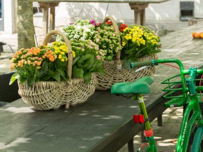 Baskets full of Kalanchoe Baskets full of Kalanchoe