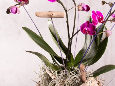 Plant arrangements Plant arrangements