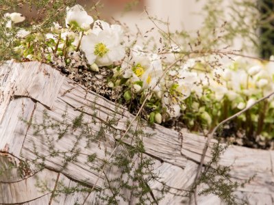 Luxurious Helleborus 'Verboom Beauty' creation