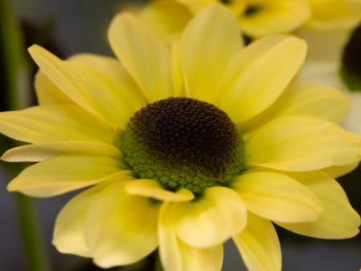 Mysterious Yin Yang object Mysterious Yin Yang object