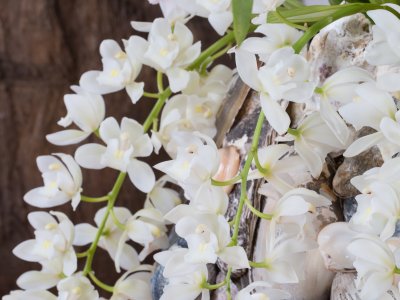 Beach look with the Ice Cascade Cymbidium
