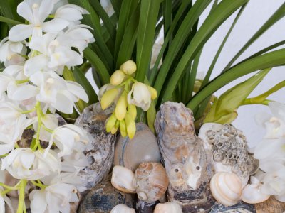 Beach look with the Ice Cascade Cymbidium