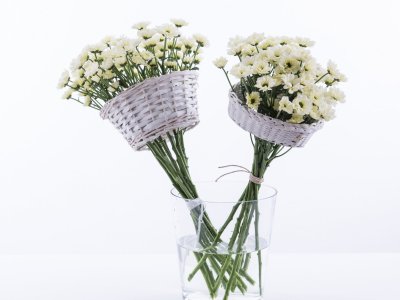 Quick and original Chrysanthemums