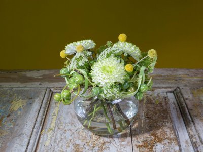 Dressed in Diplocyclos