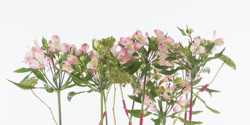 Industrial Alstroemeria design