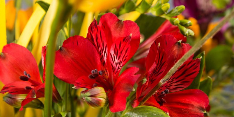 Summery Alstroemeria bouquet