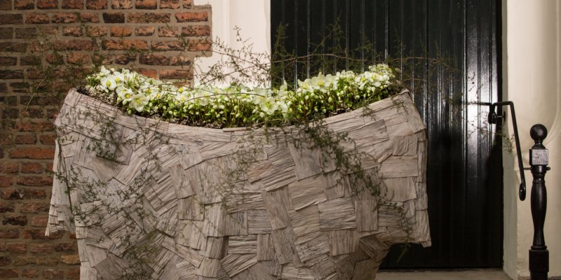 Luxurious Helleborus 'Verboom Beauty' creation