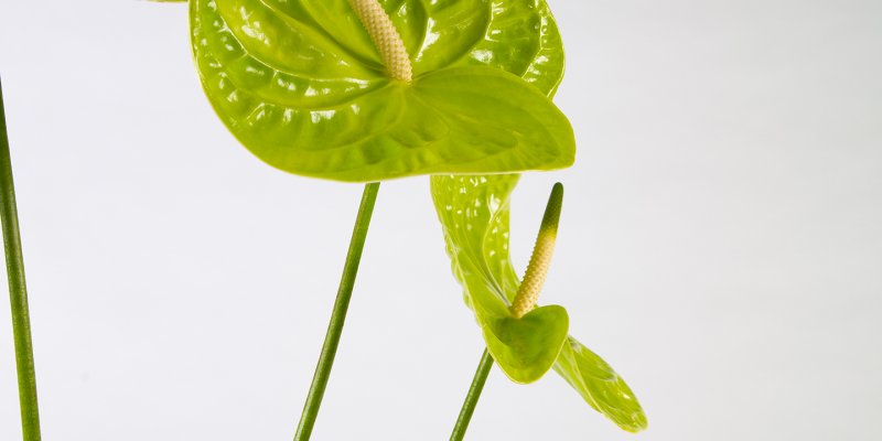 Anthurium frame bouquet 