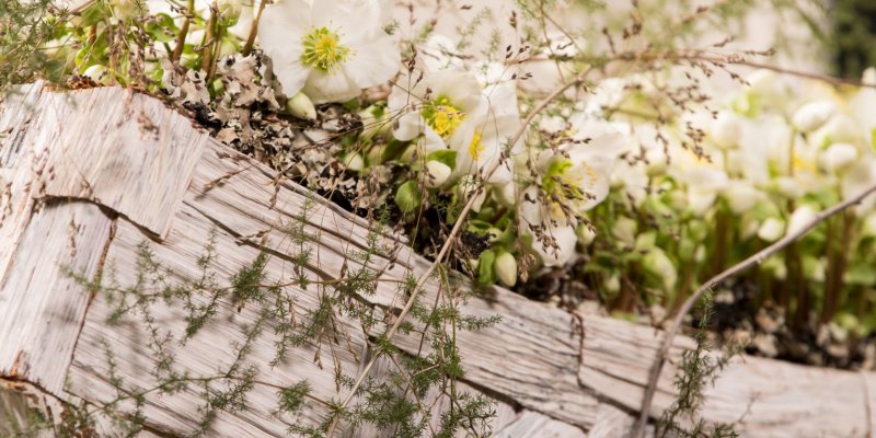 Luxurious Helleborus 'Verboom Beauty' creation