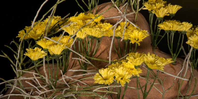 Floral treasure Nibali