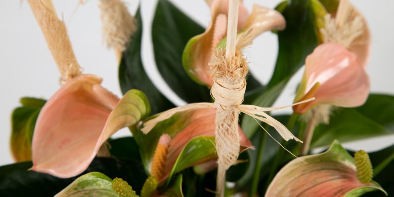 Anthurium with natural details