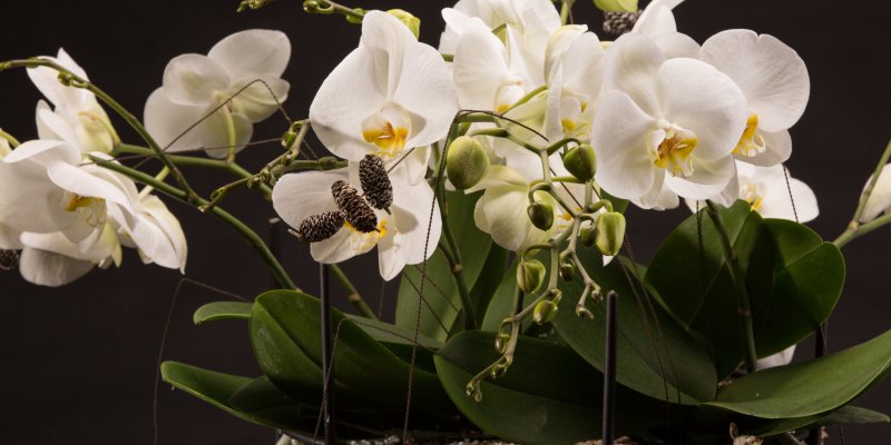Wintery orchid design