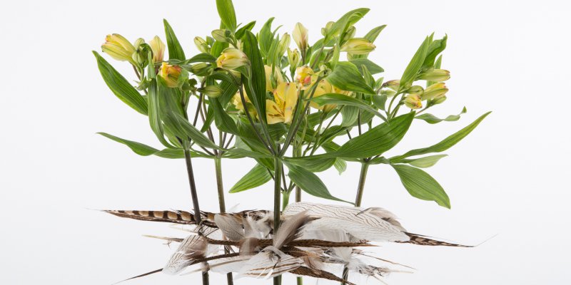 Fun feathery Alstroemeria design