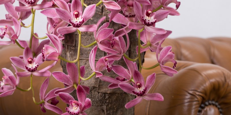 Cascade Cymbidium as an eyecatcher in an interior