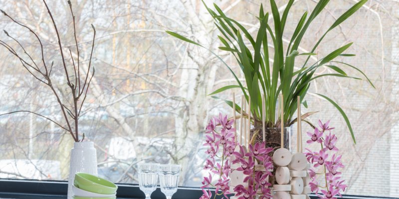Cascade Cymbidium Anisa and wood