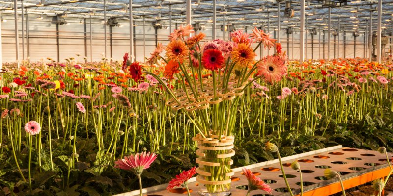 Surprising and joyful Gerbera bouquet