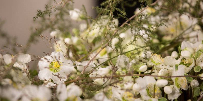 Luxurious Helleborus 'Verboom Beauty' creation