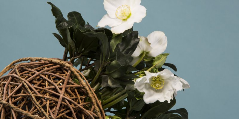 Helleborus 'Niger' wicker sphere