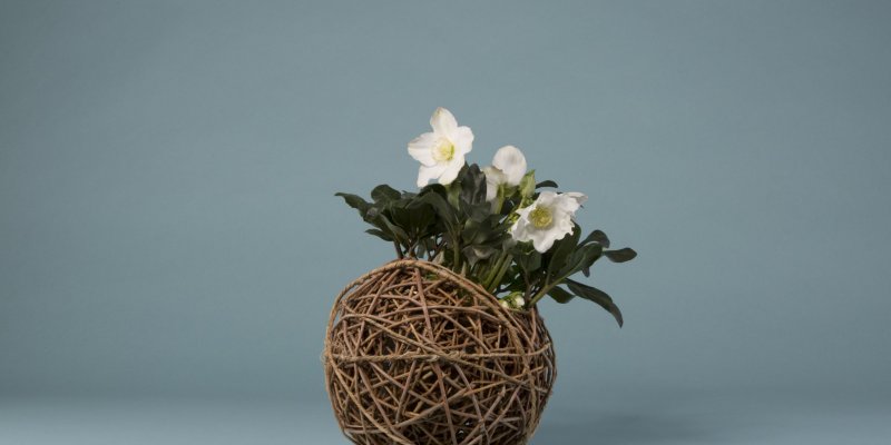 Helleborus 'Niger' wicker sphere