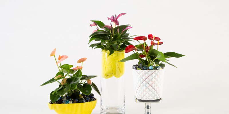 Playfull Anthurium arrangements
