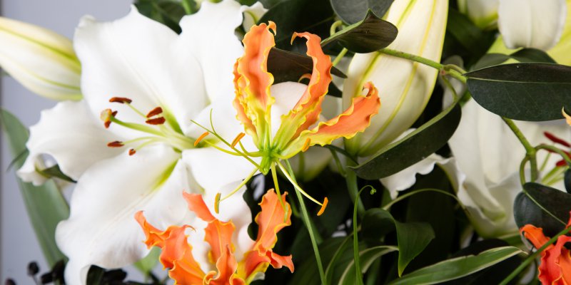 Odourless white Tourega lily in jungle style