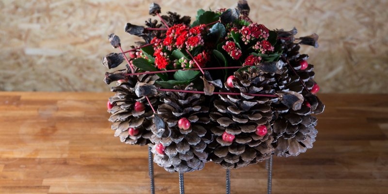 Kalanchoe and pine cones