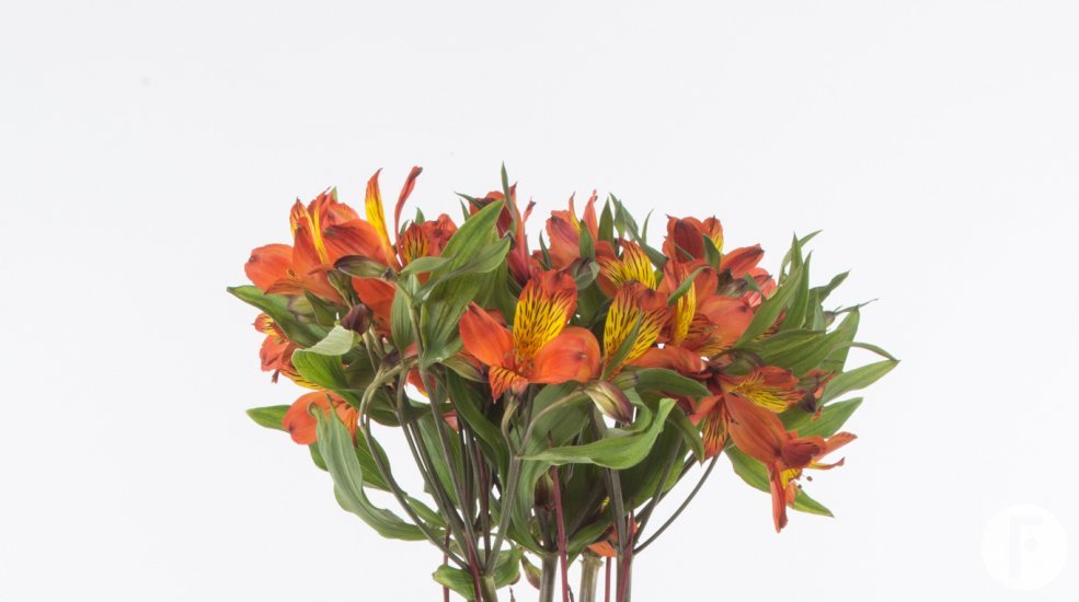 Autumnal Alstroemeria arrangement with open flowers