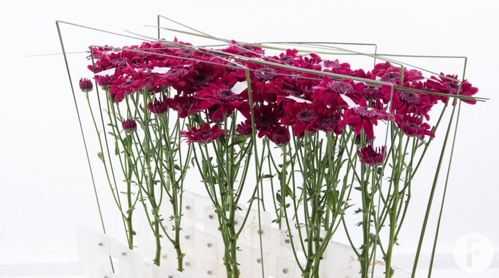 Elegant design with 'Stresa Purple' close-up