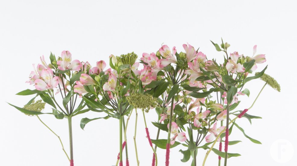 Industrial Alstroemeria design open flowers
