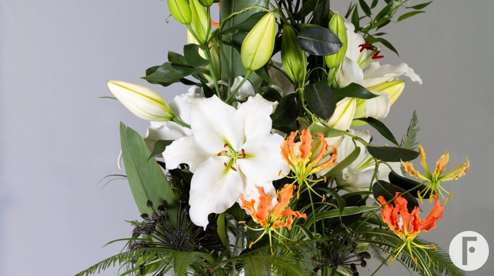 Tourega lily
