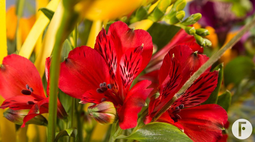 Red Alstroemeria 'Nadya'