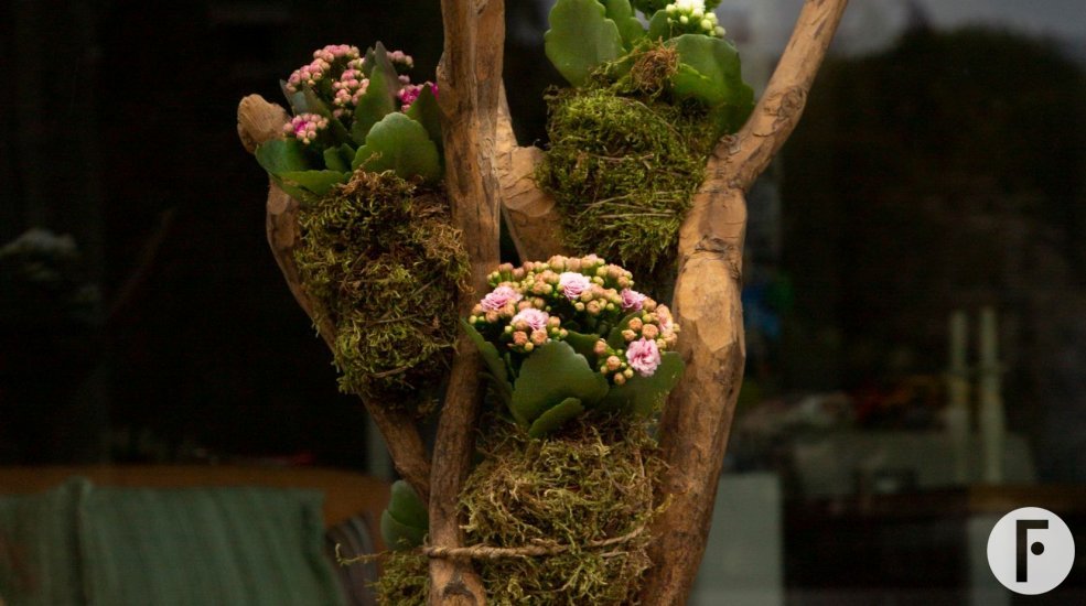 Garden Kalanchoe kokedama - Pim van den Akker - Flower Factor