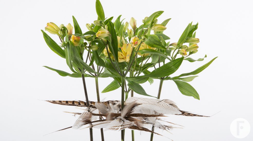 Fun feathery Alstroemeria design close up