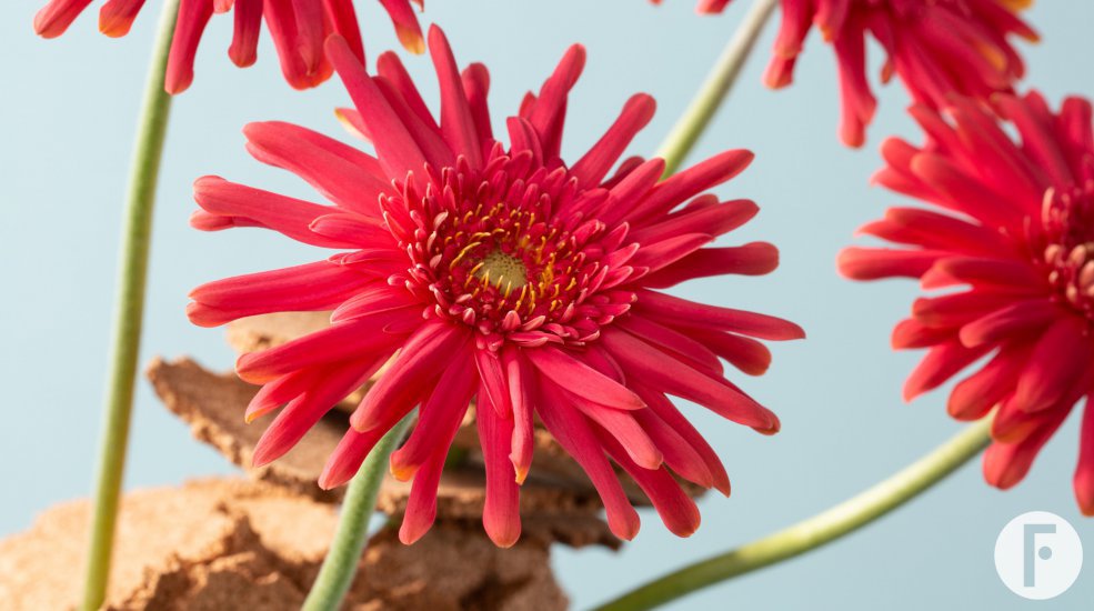 Mi Queeni Juliëtte with cork