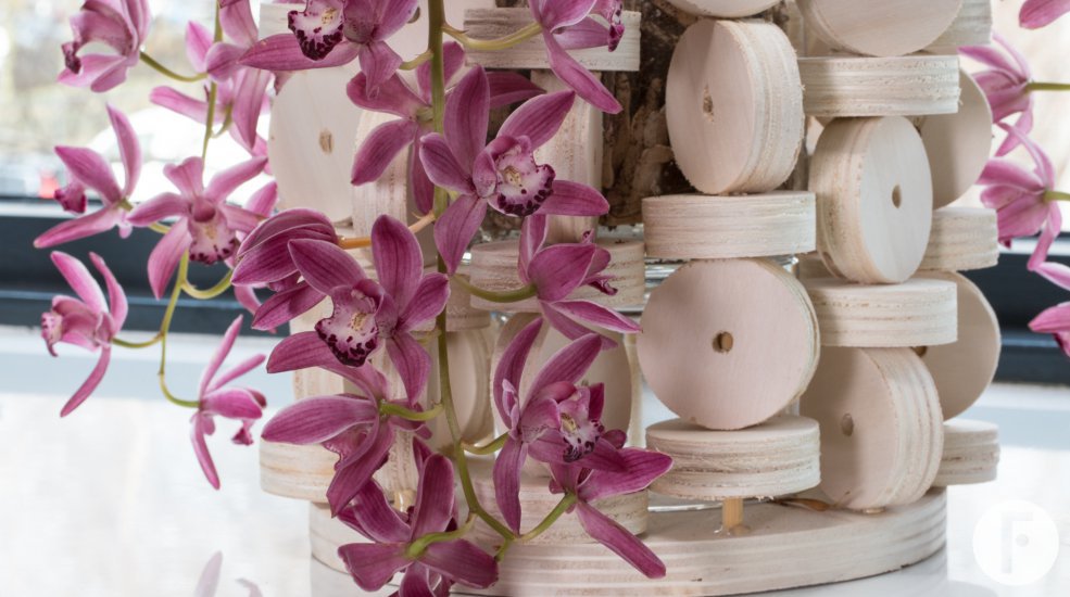 Cascade Cymbidium 'Anisa'