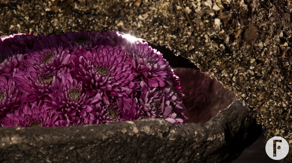 Romance Purple Chrysanthemum from Zentoo - design Roos van Unen - Flower Factor