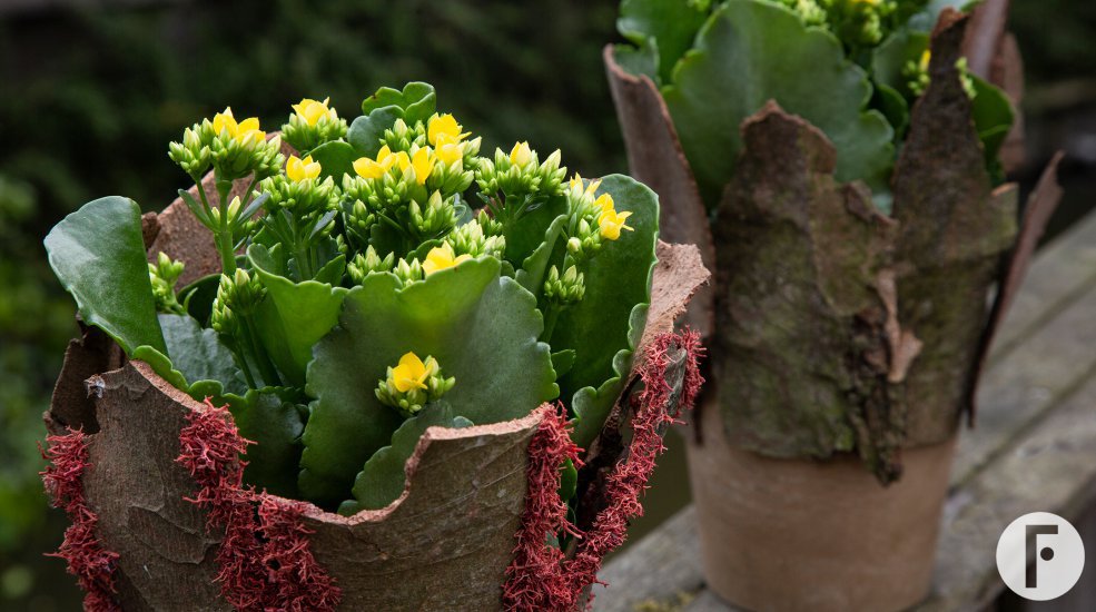 Kalanchoe in bark - Pim van den Akker - Flower Factor