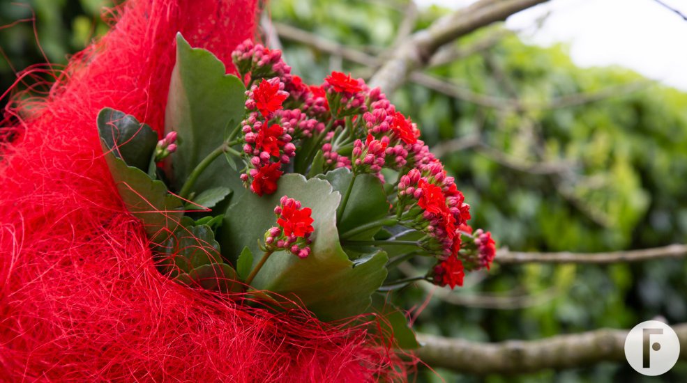 Garden Kalanchoë design Pim van den Akker - Flower Factor
