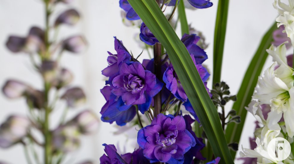 Delphinium design - Roos van Unen - Flower Factor