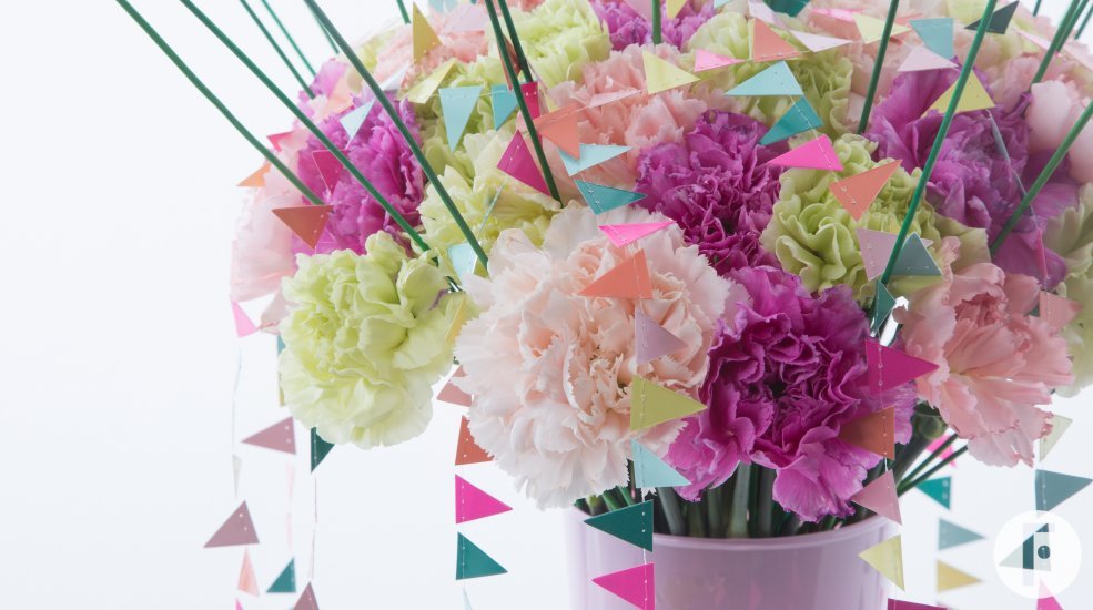 Trendy Dianthus festive design Alex Segura result livestream close up