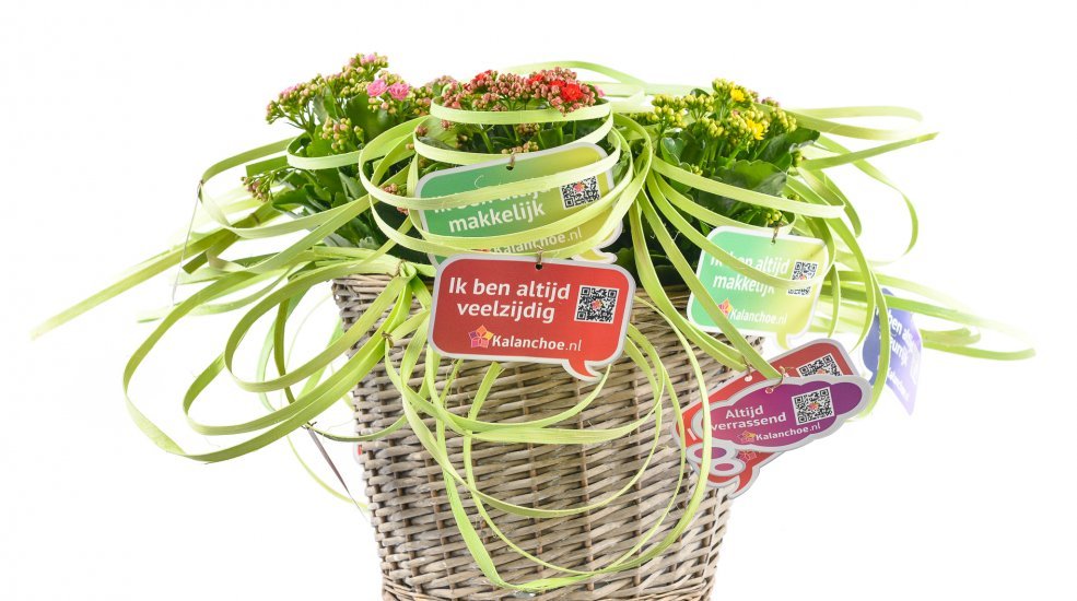 Kalanchoe's
