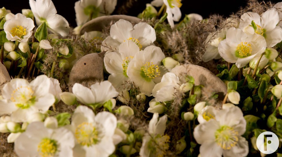 Wintery 'Verboom Beauty' Hellebores