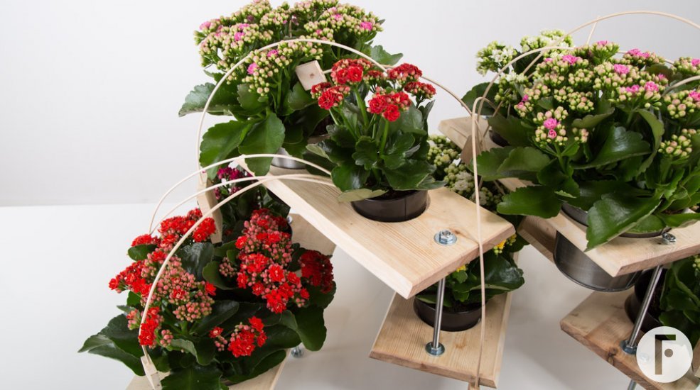 Technical Kalanchoë design