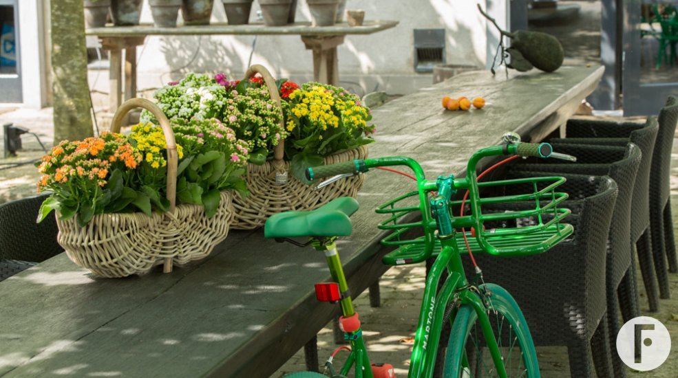 Baskets full of Kalanchoë 'Garden'