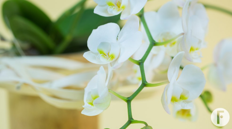 orchid arrangement idea Pim van den Akker Opti-flor