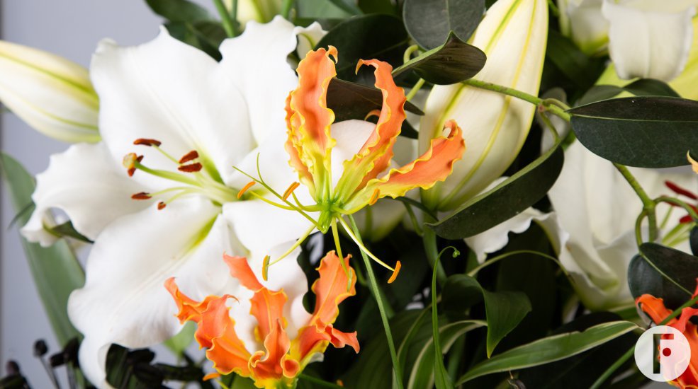 Odorless Tourega lily in jungle style