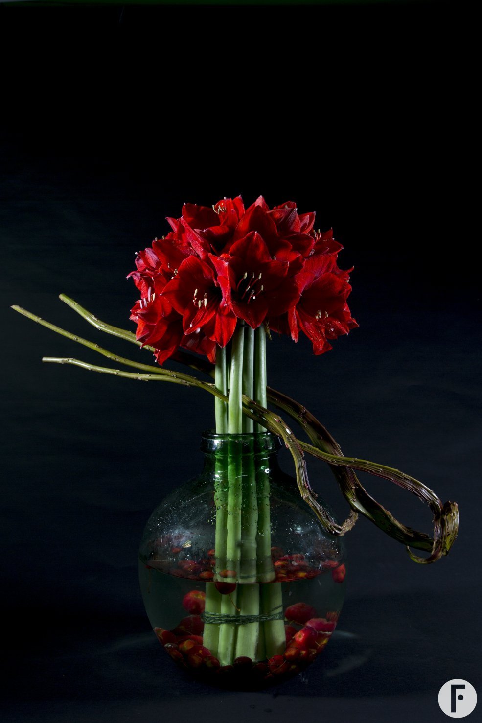 Winter Amaryllis
